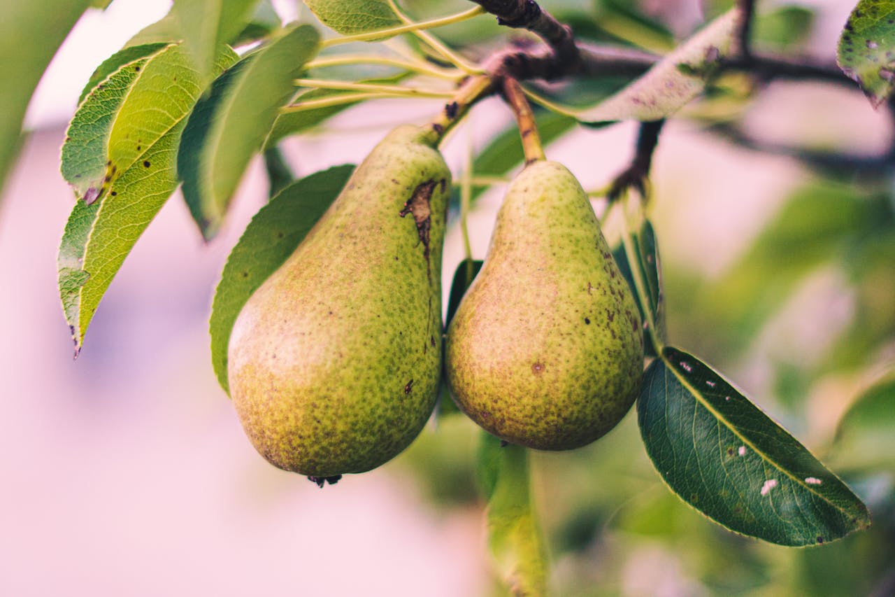 Pears on a Tree
