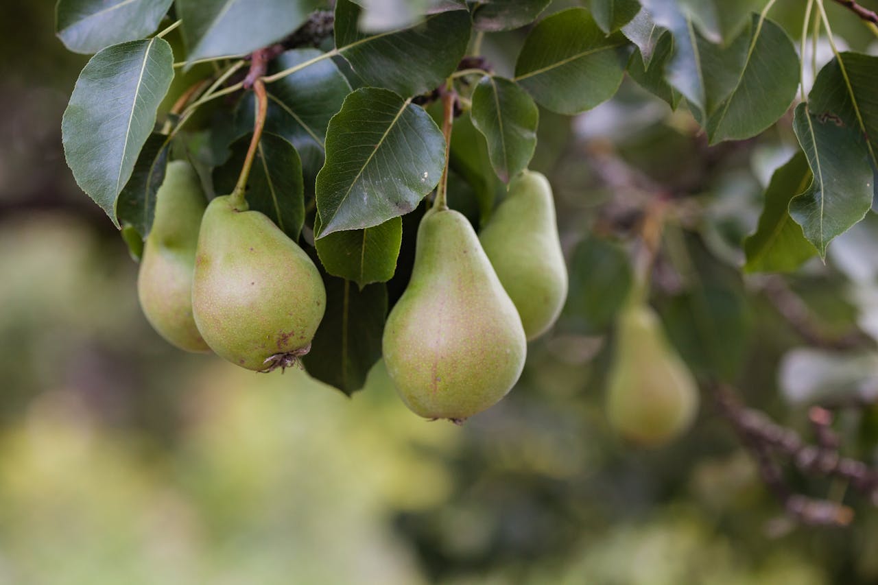 Pears Growing on Trees